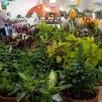 Rotary Três Fronteiras realiza a tradicional Ecoflores com mais de 300 espécies de plantas