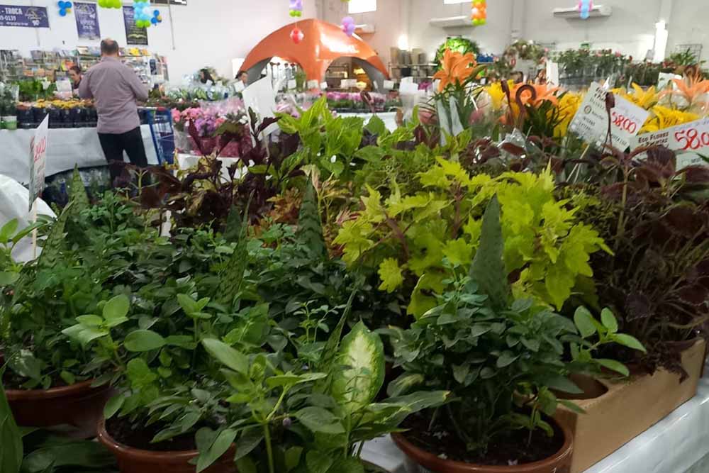 Rotary Três Fronteiras realiza a tradicional Ecoflores com mais de 300 espécies de plantas