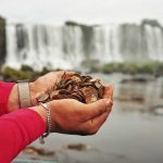 383 kg de moedas são retiradas das Cataratas do Iguaçu