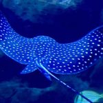 Raia-chita chega ao AquaFoz e terá nome escolhido pelo público