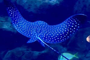 Raia-chita chega ao AquaFoz e terá nome escolhido pelo público