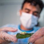 Parque das Aves promove ação sobre a importância dos anfíbios na Mata Atlântica no Dia de Salvar os Sapos