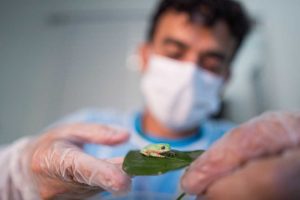 Parque das Aves promove ação sobre a importância dos anfíbios na Mata Atlântica no Dia de Salvar os Sapos