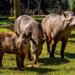 Dia Mundial da Anta: memória de elefante e papel de gigante na natureza
