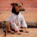 Fundo para financiar políticas de proteção animal entra no radar em Foz