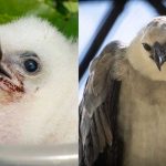 Aniversário de harpias marca o Dia da Terra no Refúgio Biológico da Itaipu