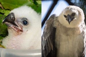 Aniversário de harpias marca o Dia da Terra no Refúgio Biológico da Itaipu
