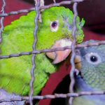 Legislativo solicita informações sobre fiscalização e combate ao tráfico de animais silvestres em Foz do Iguaçu