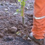 Meio Ambiente planta mais de 200 mudas de árvores em área de preservação permanente