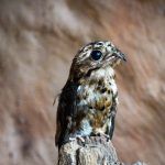 Parque das Aves realiza transplante de penas em ave resgatada