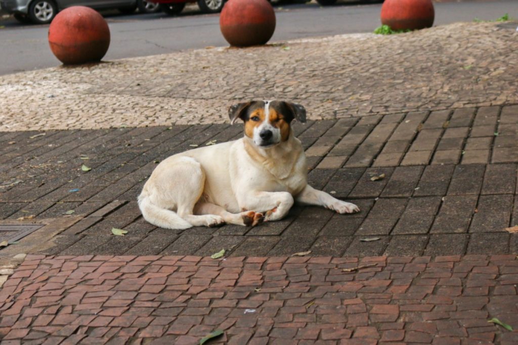 Câmara questiona atendimento emergencial a animais feridos em Foz do Iguaçu