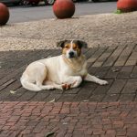 Câmara questiona atendimento emergencial a animais feridos em Foz do Iguaçu