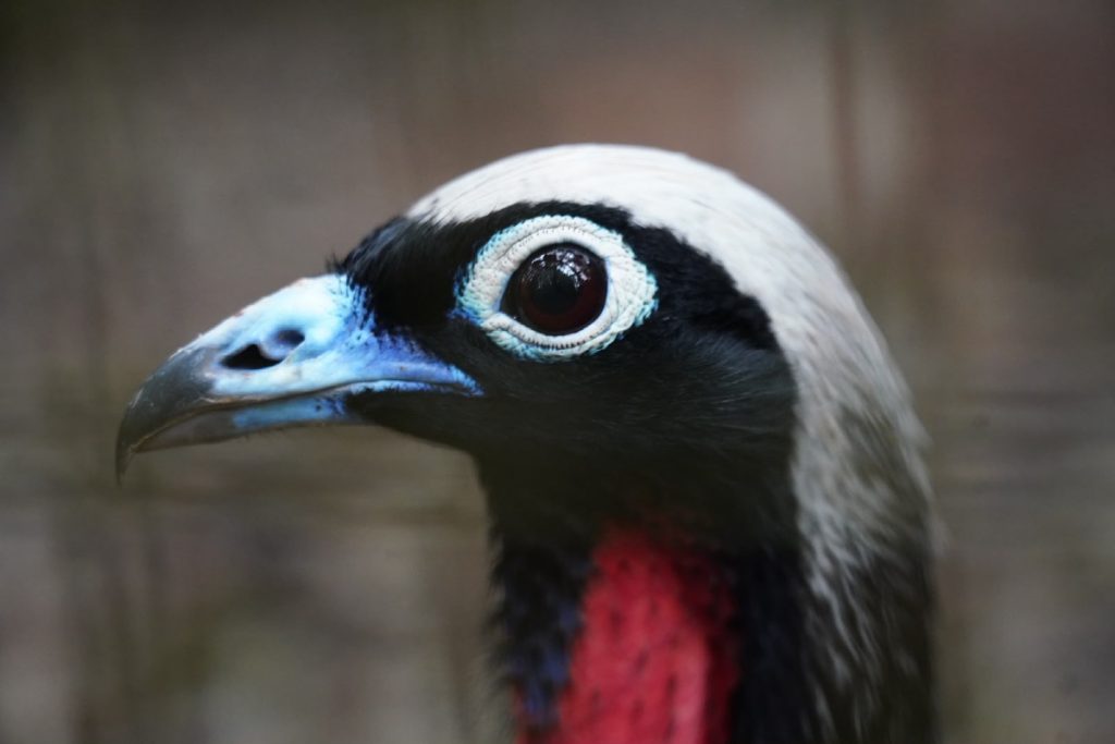Jacutingas criadas no Parque das Aves reforçam população da espécie na Mata Atlântica