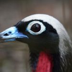 Jacutingas criadas no Parque das Aves reforçam população da espécie na Mata Atlântica