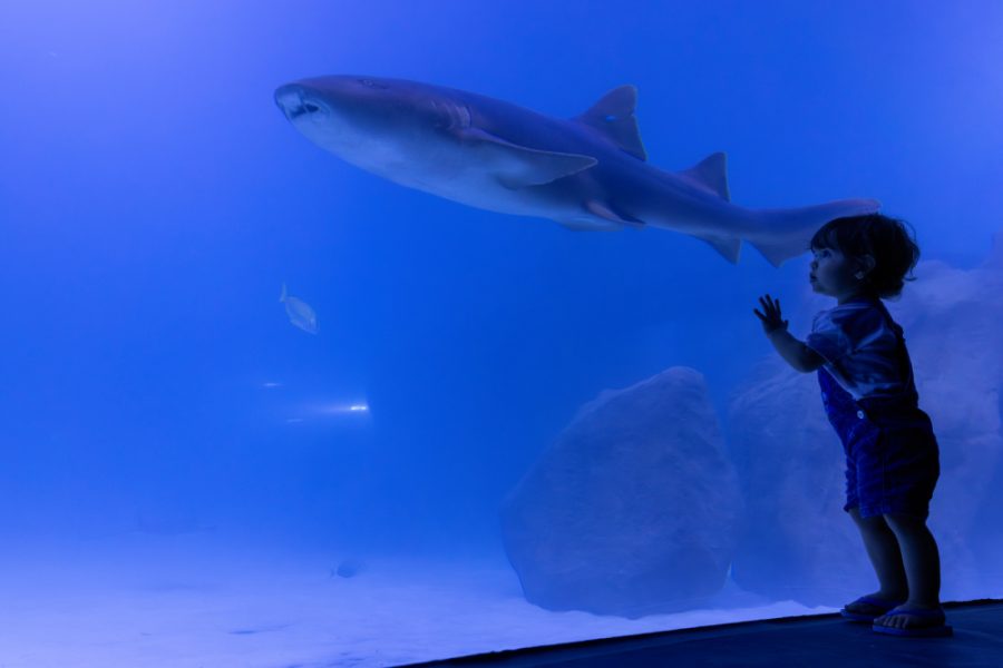 AquaFoz - Kiko Sierich (5) (1)
