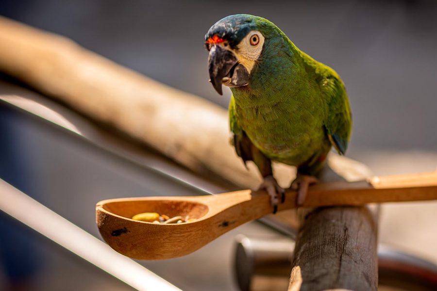 O mix de sementes pode ser adquirido dentro do viveiro
