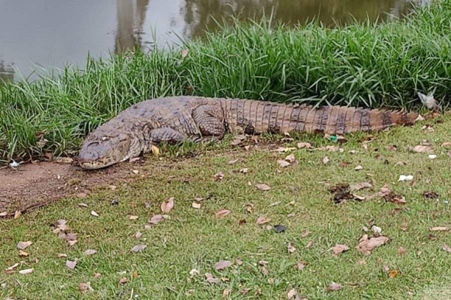 jacare-do-parque-monjolo-volta-a-ser-visto-proximo-ao-lago-em-foz-do-iguacu-63375845f2359